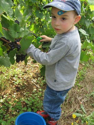 De la vigne au jus de raisin (17).JPG