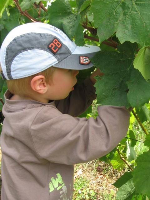 De la vigne au jus de raisin (2).JPG