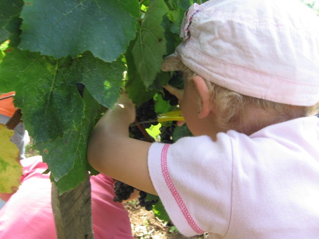 De la vigne au jus de raisin (24).JPG
