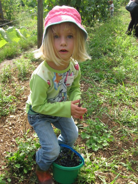 De la vigne au jus de raisin (3).JPG