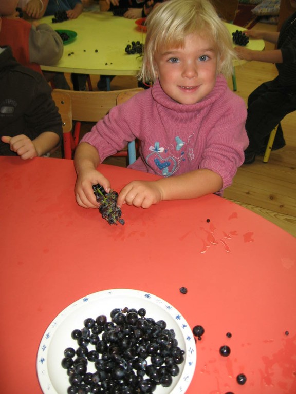 De la vigne au jus de raisin (32).JPG