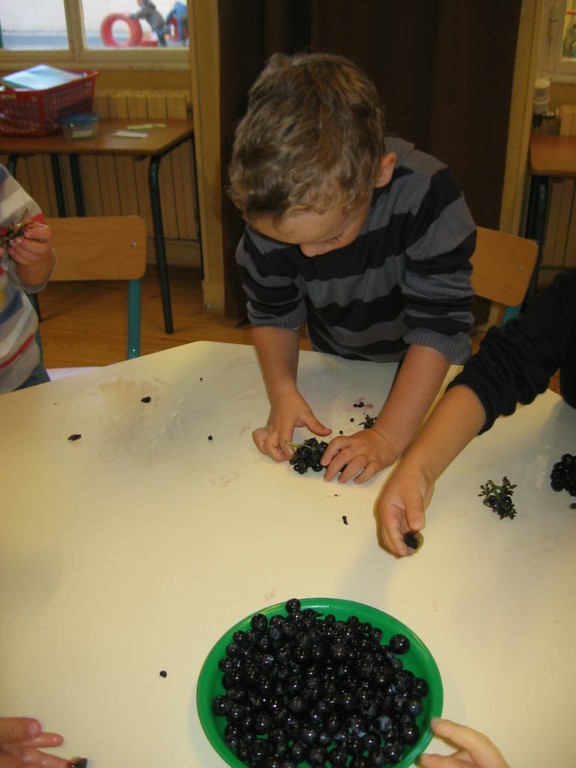 De la vigne au jus de raisin (33).JPG