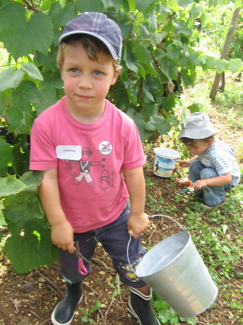 De la vigne au jus de raisin (5).JPG