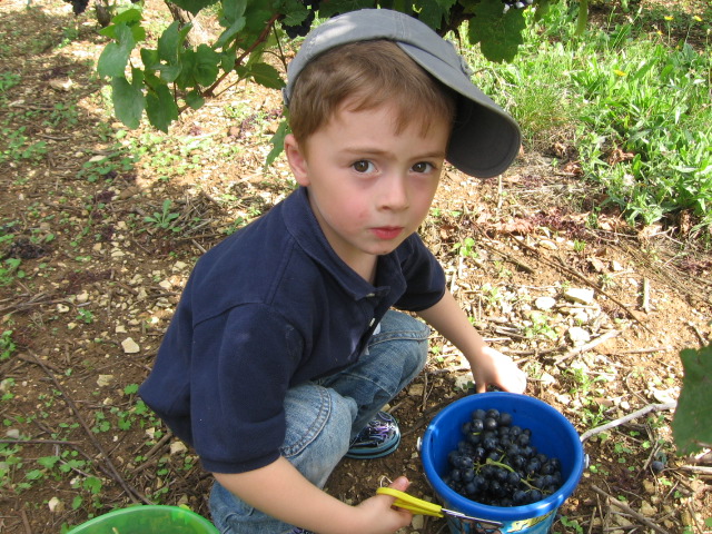 De la vigne au jus de raisin (9).JPG