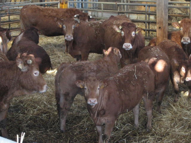 Sortie a la ferme (12).JPG