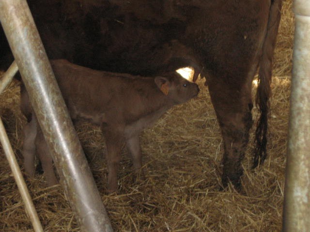 Sortie a la ferme (14).JPG