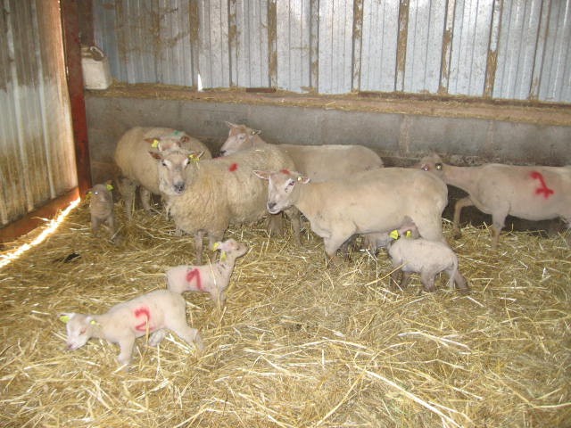 Sortie a la ferme (20).JPG