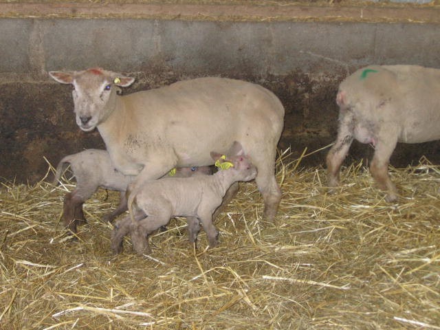 Sortie a la ferme (21).JPG