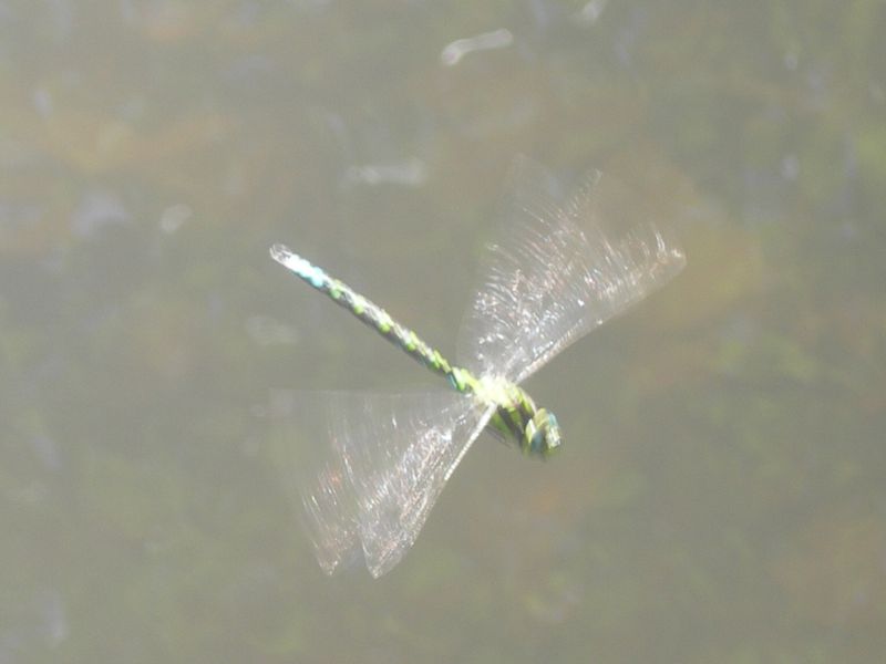 RSCN9251.JPG